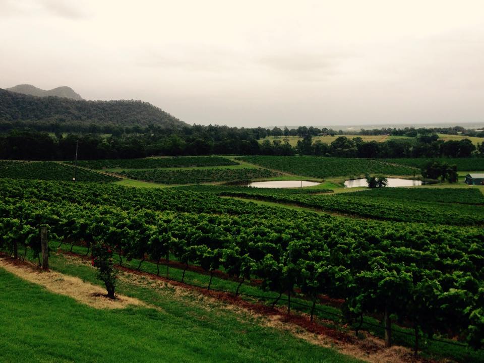 Audrey Wilkinson Vineyard