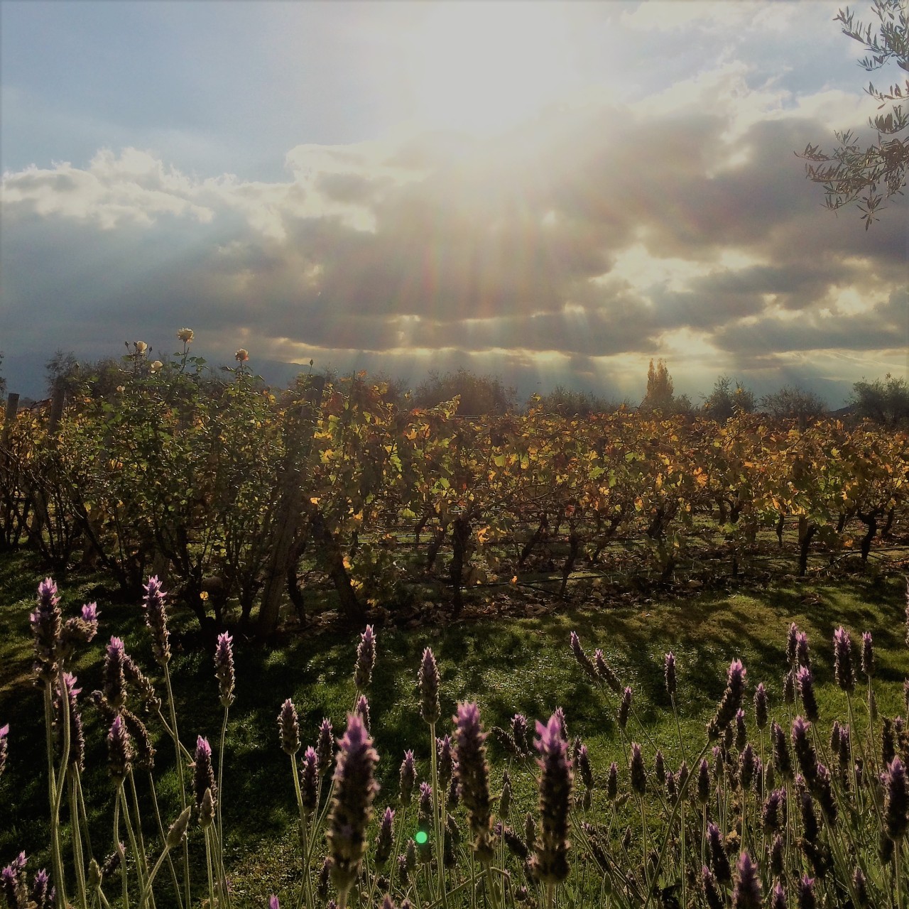 Mendoza – Come for the Wine, Stay for the&nbsp;View